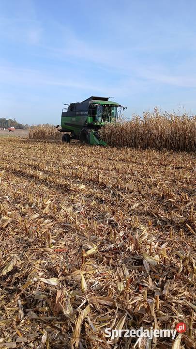 Koszenie kukurydzy na ziarno Rozprza
