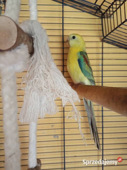 Sprzedam papugi Świergoty i Modrolotki kozy