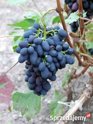 winogrono Dębica