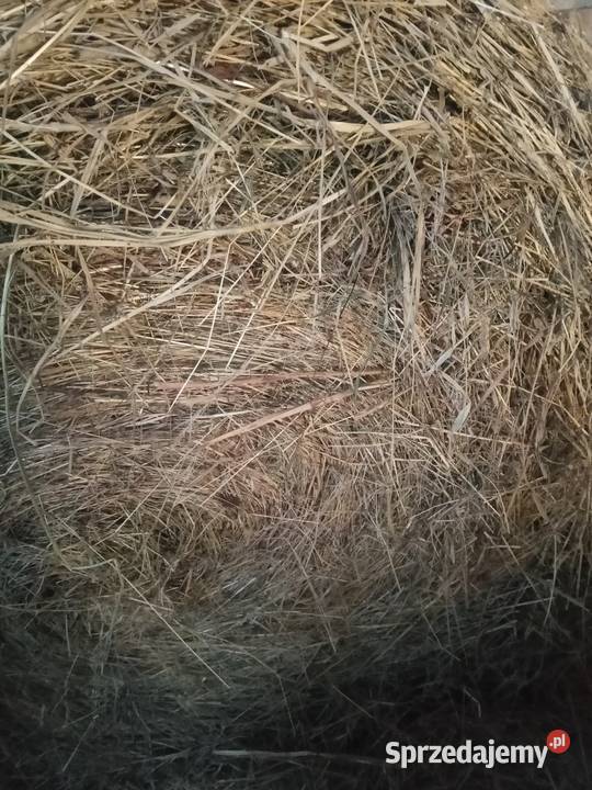 Siano zbiór 2025 Czermin sprzedam