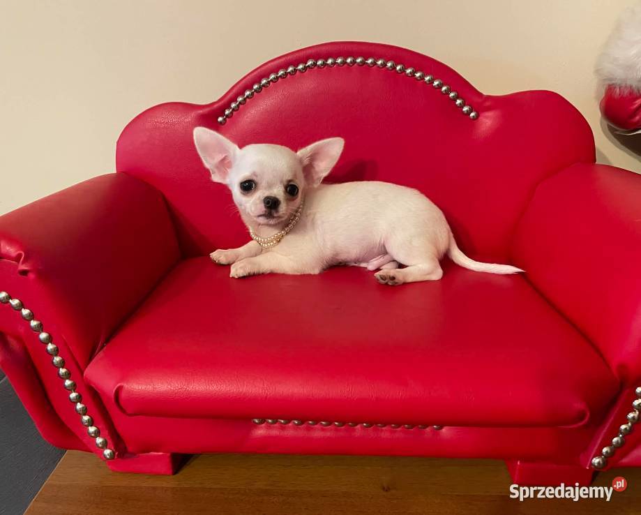 Chihuahua śliczny biały piesek Częstochowa