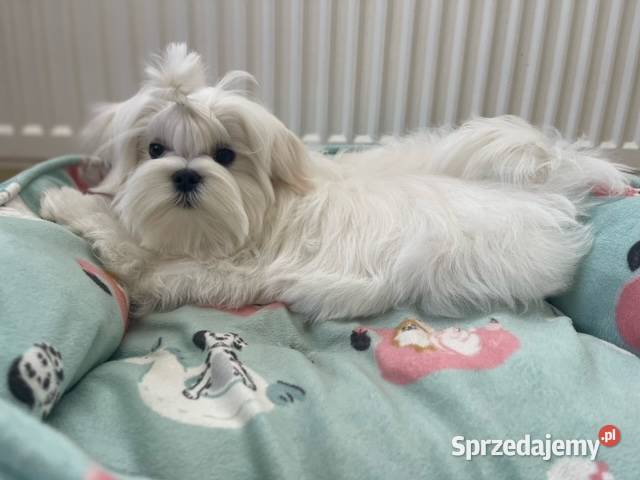 Maltańczykpiesek z rodowodem FCI ZKwP gotowy do sprzedam