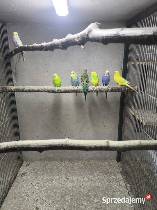 Młode faliste z 2025 roku