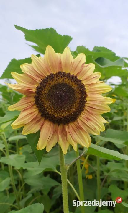 Słonecznik ozdobny nasiona paszport faktura lubelskie Lublin