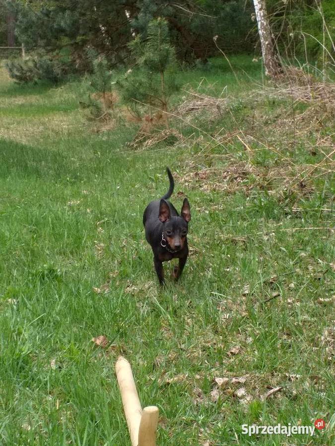 Pinczer miniaturowy Przecław