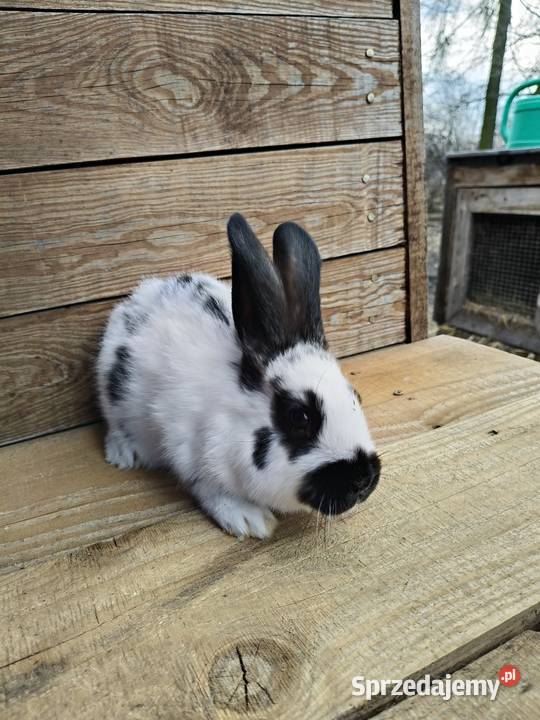Krolki młode Lublin sprzedam