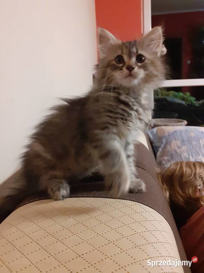 Przepiękna Kotka Syberyjska Gloria mazowieckie Sochaczew sprzedam