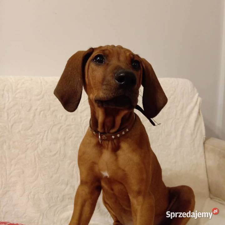 Szczenięta Rhodesian Ridgeback Żabia Wola