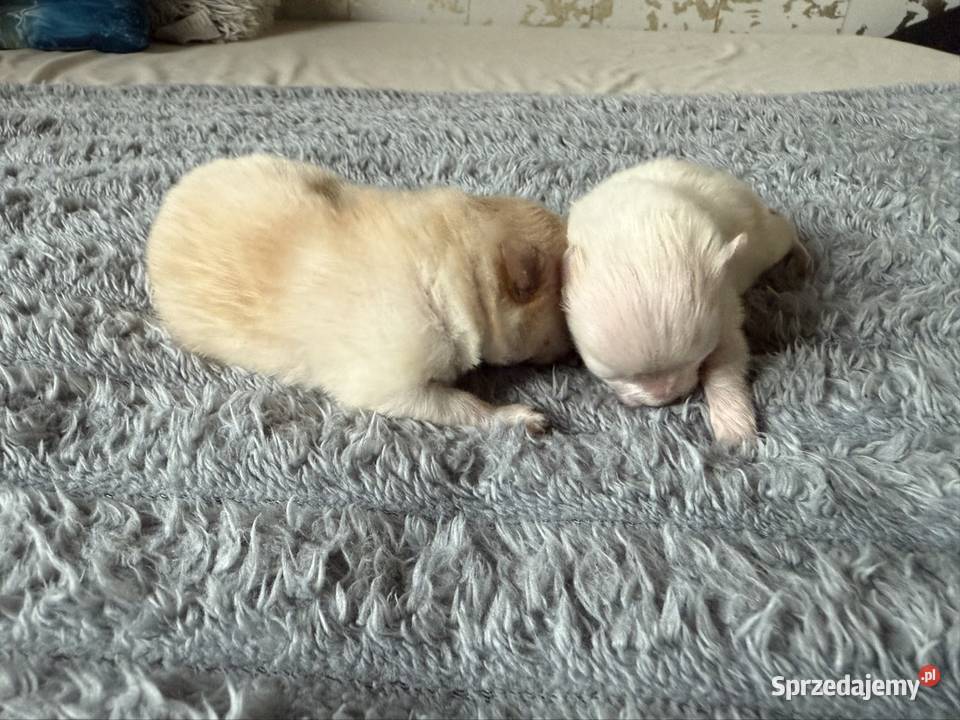 Szpic miniaturowy pomeranian Gliwice