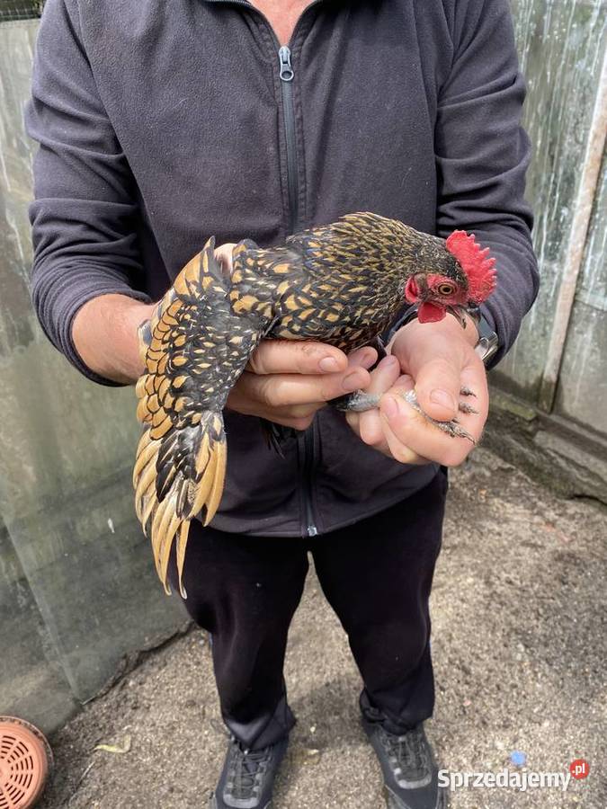 Trzy miesieczne koguty sebrytki Rolnictwo Białogard