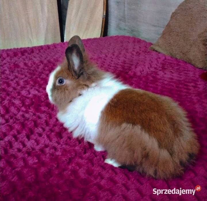Króliczek samczyk karzełek Teddy