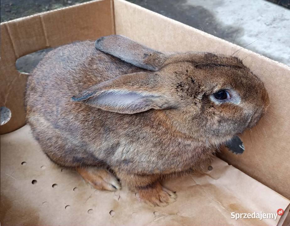 Królik dorosły samiec Dębicze