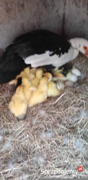 Swojskie kaczki Nowa Wieś Lęborska sprzedam