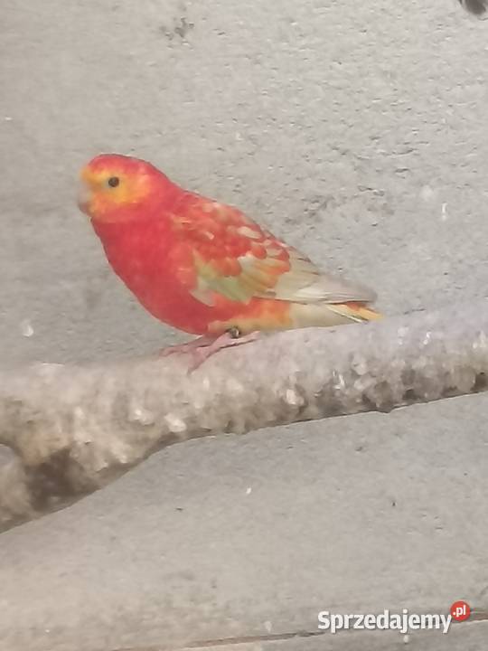 Świergotka świergotki Krzywa Góra