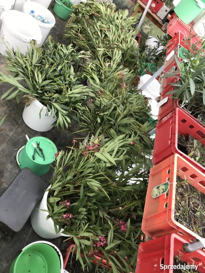 Gałązki oleandrów do ukorzenienia małopolskie Brzeźnica