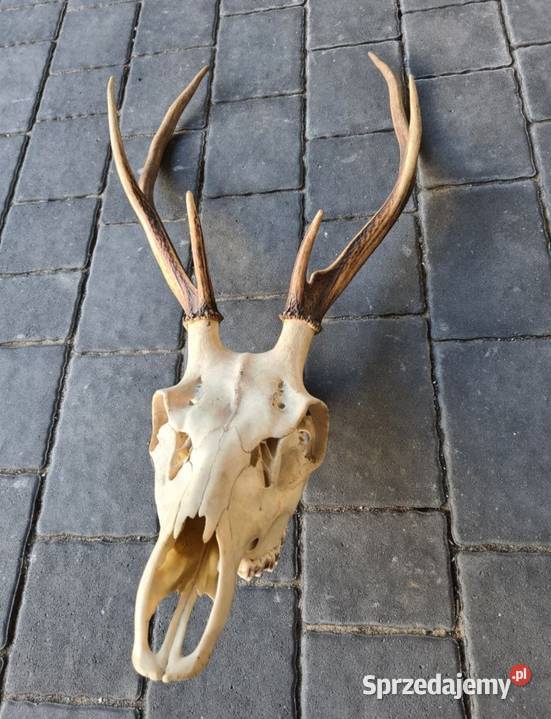 Poroże Poroża Jelenia 2 sztuki Okazja Ostrów Wielkopolski