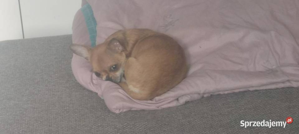 Mały piesek Chihuahua krótkowłosy beżowy Warszawa sprzedam