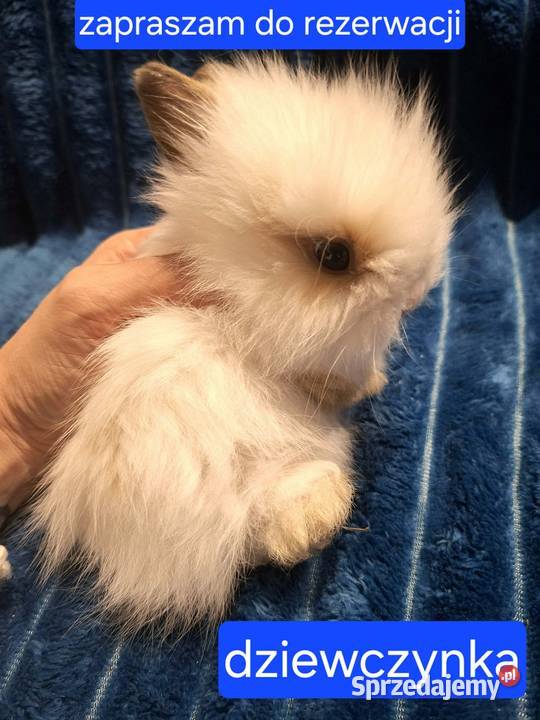 Króliki miniaturowe TEDDY przeurocze oswojone świętokrzyskie Starachowice