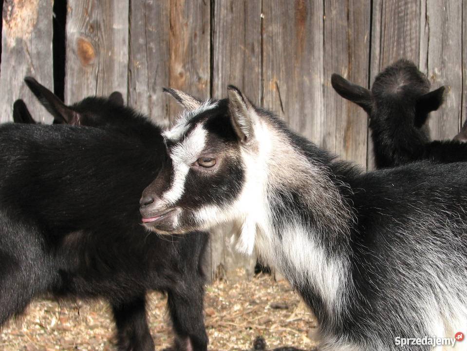 TANIO Młode KOZY kózki koźlęta koziołki capki Janów