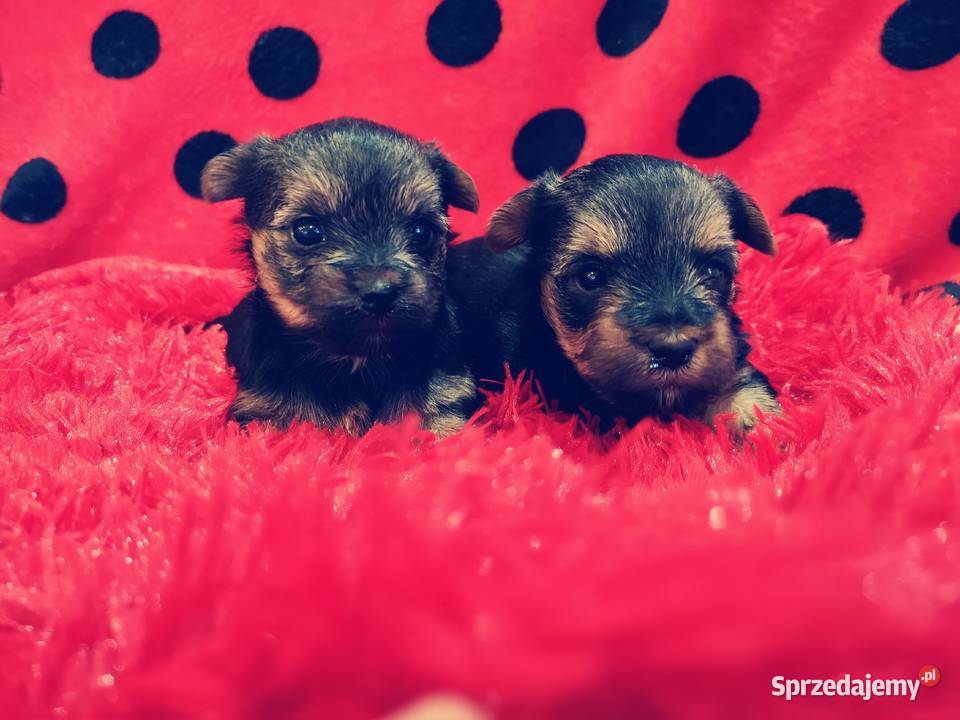 York shire terrier York Białystok