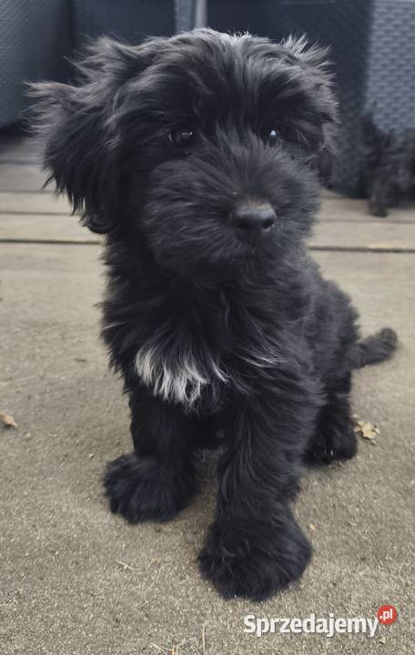 Yorkshire terrier Psary Małe