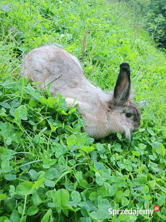 Sprzedam króliki Króliki