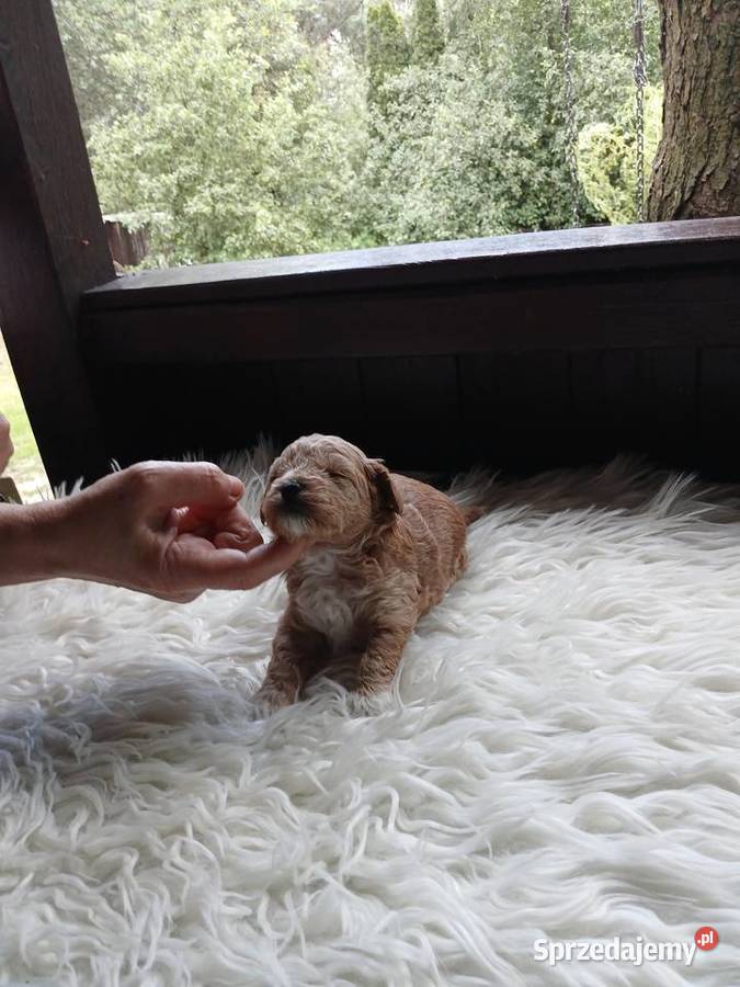 Maltipoo piesek Pozostałe Psy Wyszków