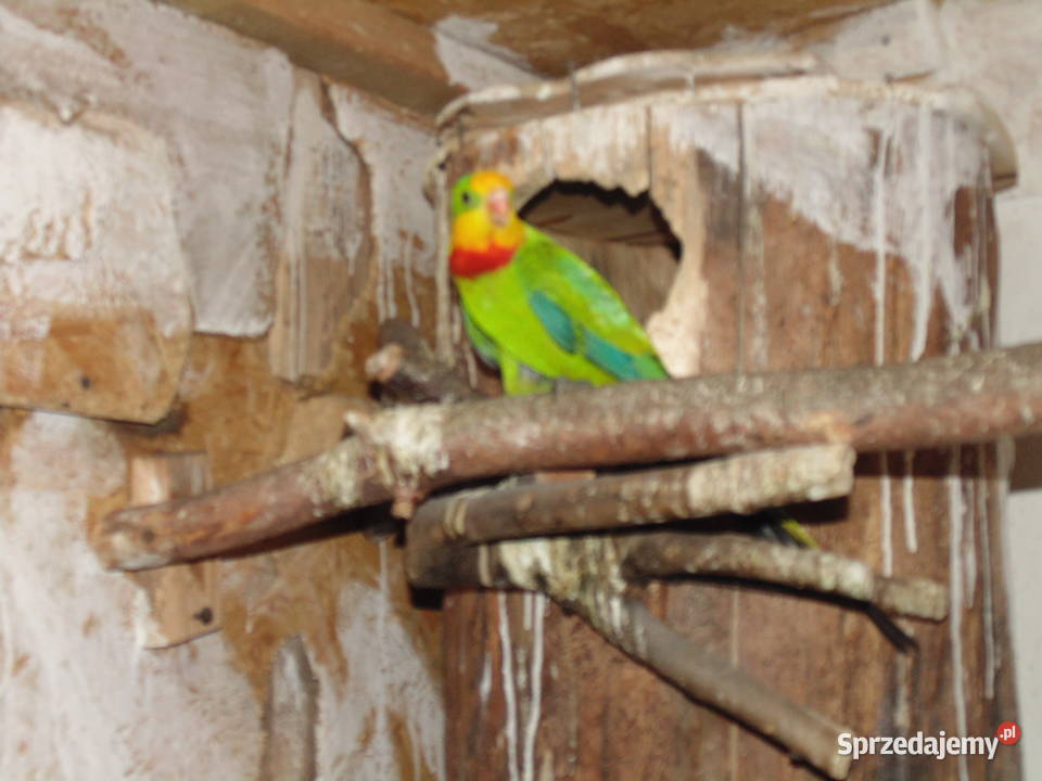 barabanda 10 Racibórz