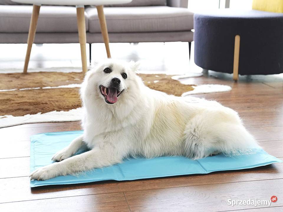 Chłodząca mata psa Mora Pets 50x90 Gaszowice