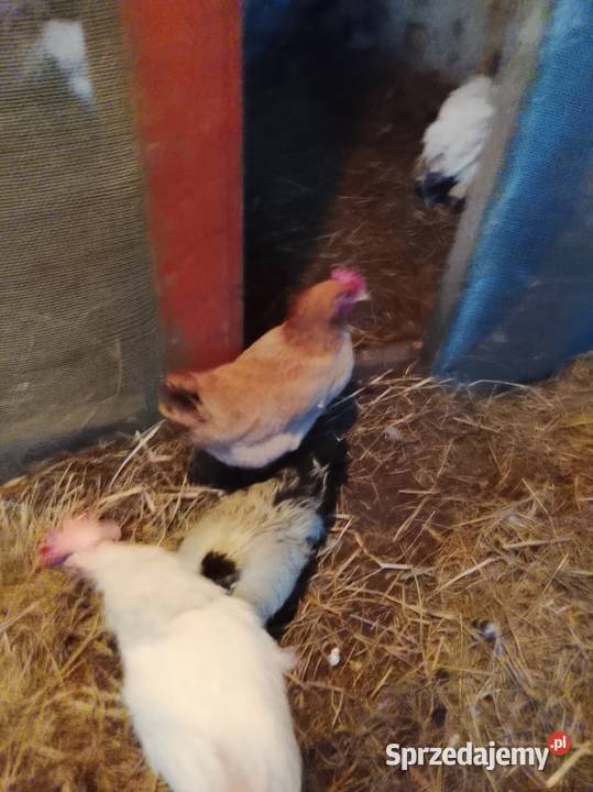 Sprzedam kury nioski Lubiszyn