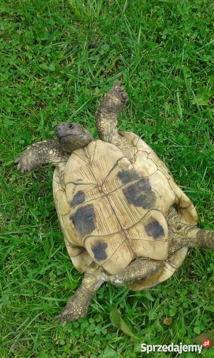 Sprzedam zolwia stepowego Chojnice