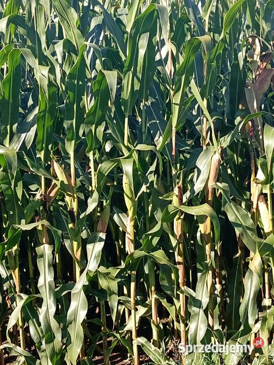 Kukurydza na pniu Krasnystaw