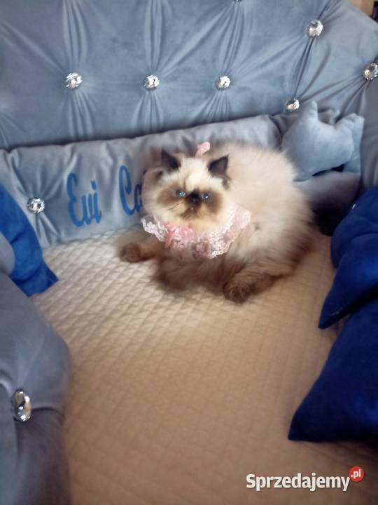 Dziewczynka himalajska rodowód fpl Koty Katowice