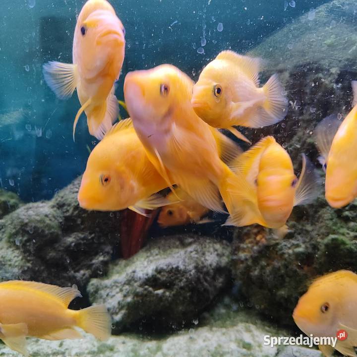 Pielęgnica Cytrynowa Ruda Śląska sprzedam