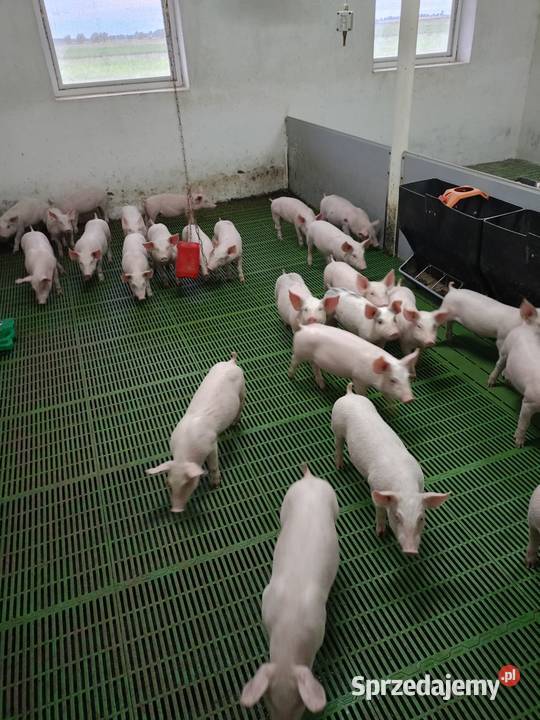 Sprzedam prosięta Zalesie Małe
