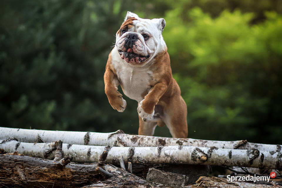 Buldog Angielski REPRODUKTOR krycie championem Bydgoszcz