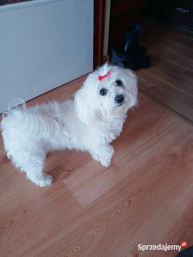 Maltańczyk nauczony czystości gotowy do odbioru Psy Gniezno