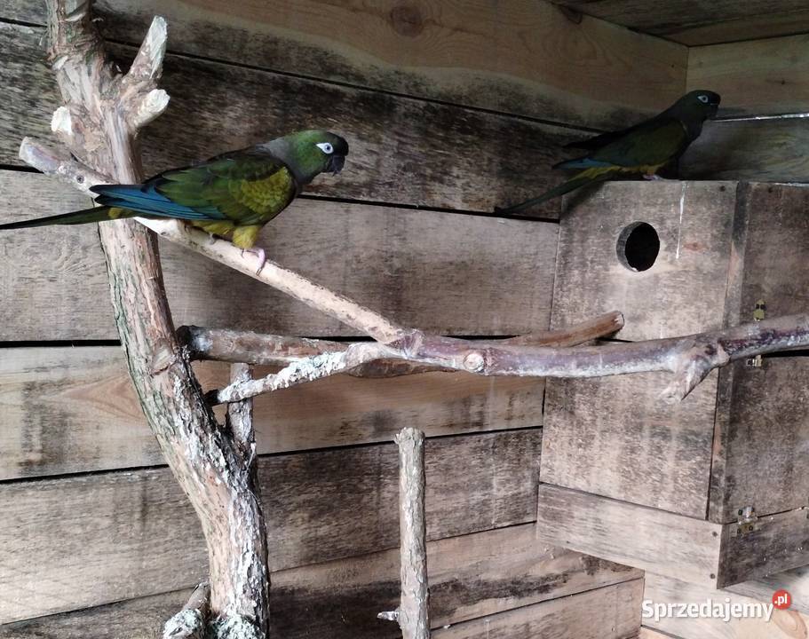 Konkurs patagońska patagonka sprawdzona para Pelplin sprzedam