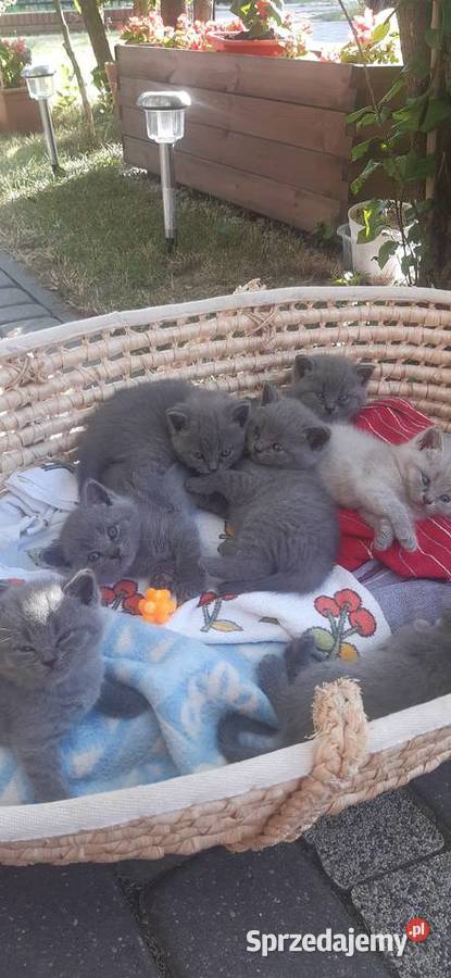 Kotki brytyjskie Lublin