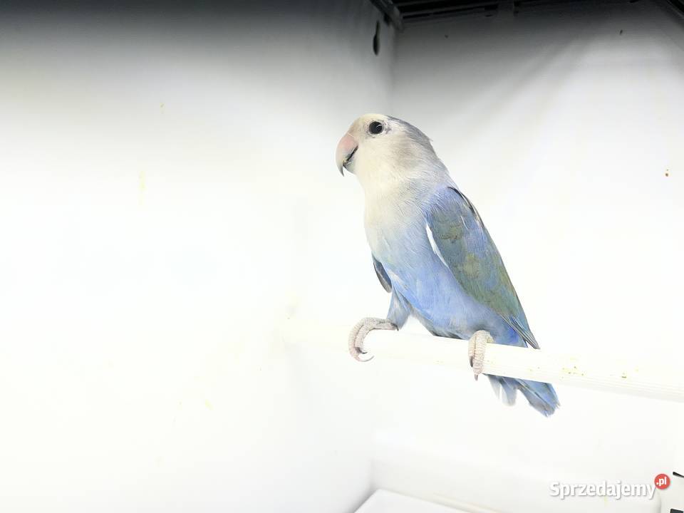 Nierozłączki czerwonoczelne Ptaki Zwierzęta