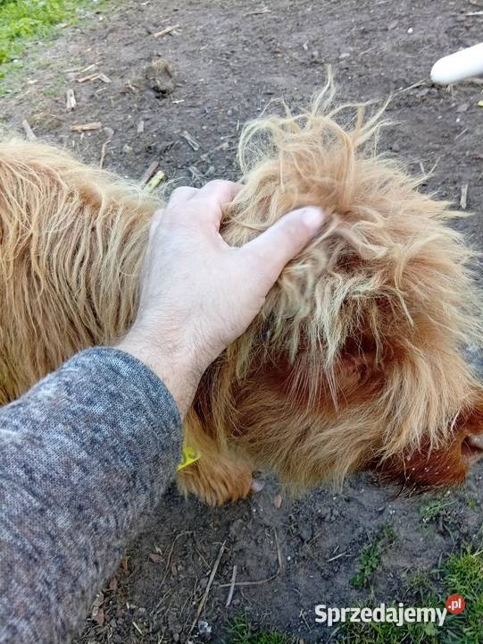 Krowy Highland stado 12 bydło mięsne szkockie Płachty