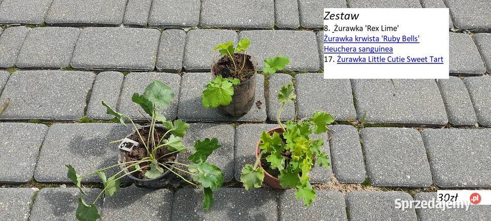 Żurawka Rex Lime Heuchera i inne opolskie sprzedam