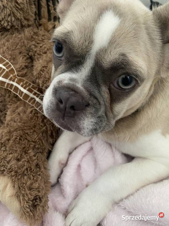 Suczka buldoga francuskiego dolnośląskie Wrocław sprzedam
