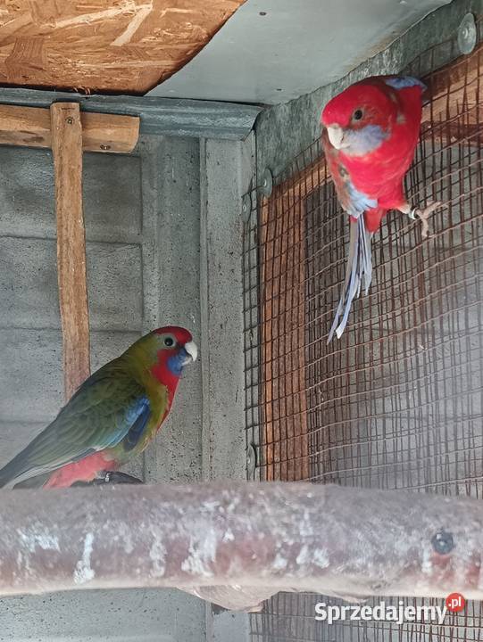 Rozelle Królewskie Ptaki