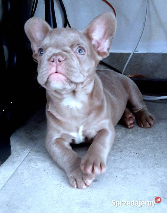 Buldog francuski pies isabella Pabianice sprzedam
