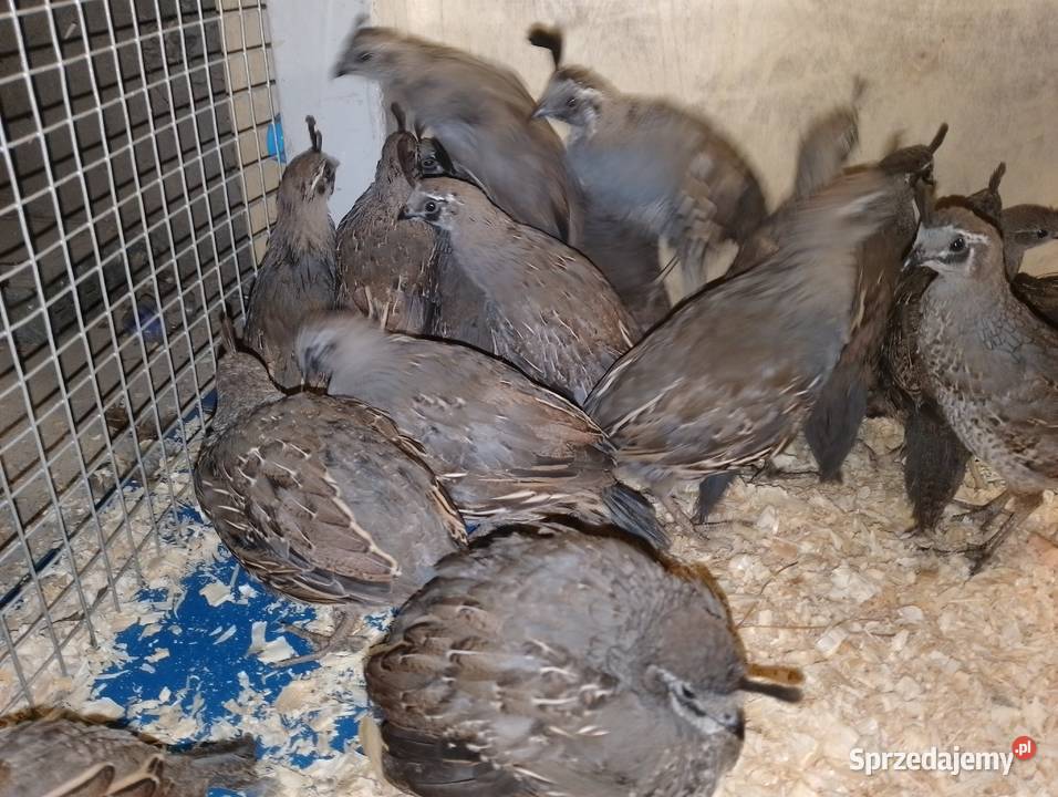 Sprzedam koguty przepiórki kalifornijskiej wielkopolskie Dubin sprzedam