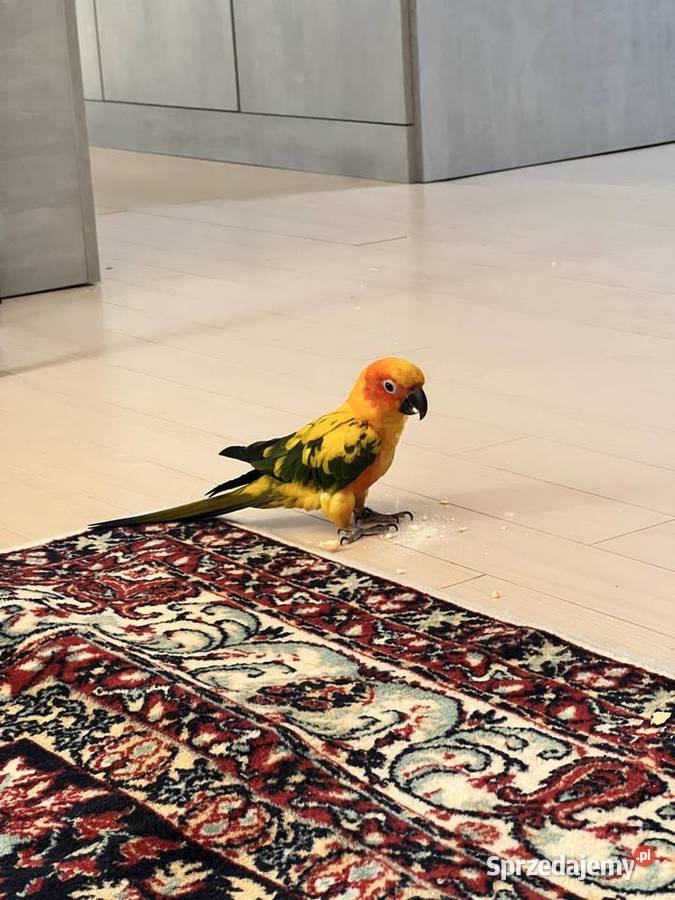 Papugi Konury Słoneczne para samiec samica kujawsko-pomorskie