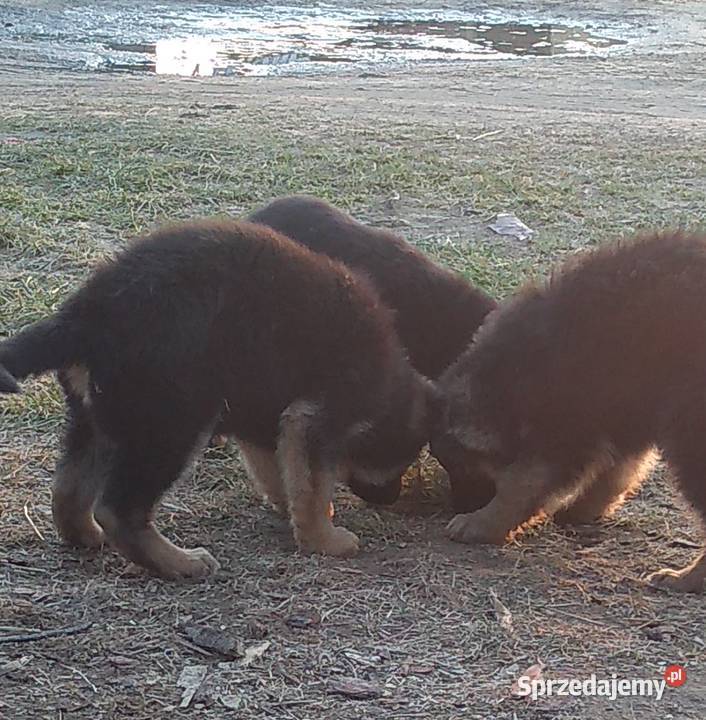Szczenięta Owczarek Niemiecki 2 miesiące Nowa Góra