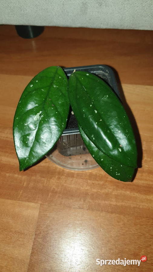 Hoya hoja kwiat rosnący Wyposażenie wnętrz mazowieckie Warszawa