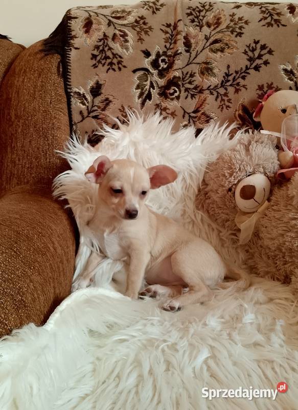 Chihuahua chłopiec Szczucin